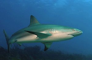 כריש שונית קריבי. מאפיין בולט אצל מין זה הוא סנפיריו הכהים.