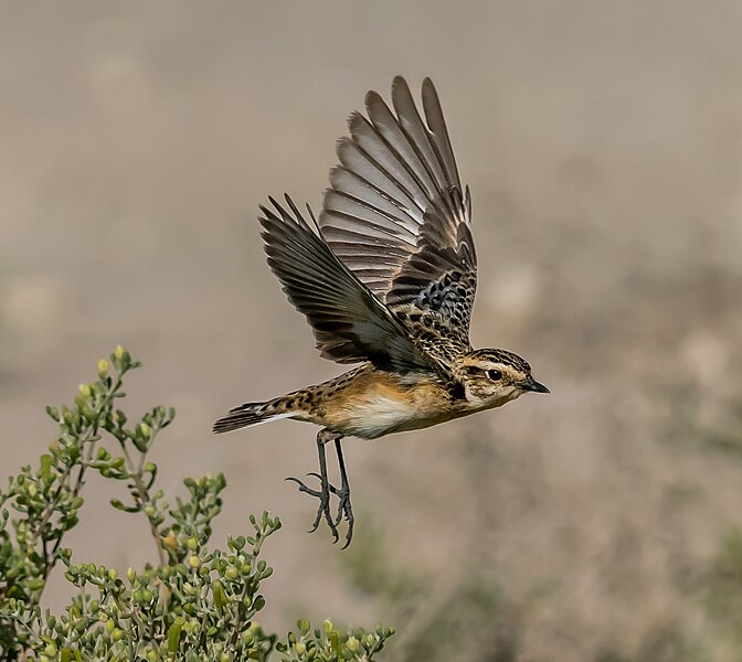 File:Whinchat by Irvin Calicut IRV08445.jpg