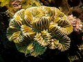 6. Labirintus-korall (Meandrina meandrites) (javítás)/(csere)