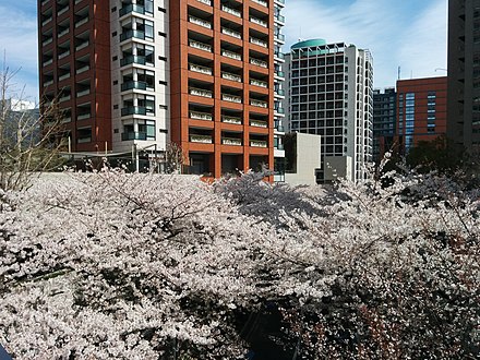 Sakura cherry blossom in Roppongi Hills, April 2019 in Tokyo