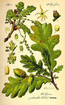 Twiig faan en iakebuum (Quercus robur)