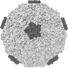 Permukaan dari rhinovirus manusia, menunjukkan tonjolan protein