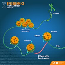 Епігеном: хромосома, неактивні ділянки геному (5 щільно намотианих нуклеосом) та активні ділянки геному