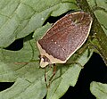 7. Zöld vándorpoloska (Nezara viridula) téli, barna színben, fején Trichopoda pennipes petéjével (javítás)/(csere)