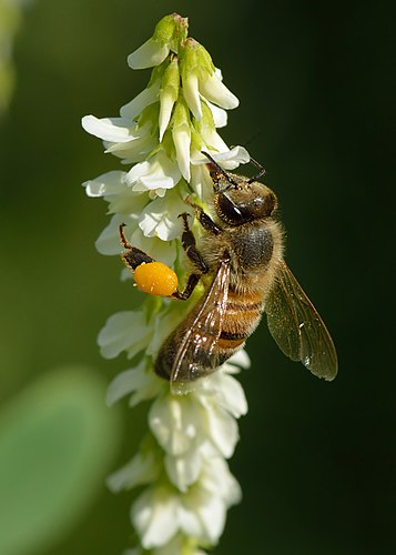 Итальянская медоносная пчела (Apis mellifera ligustica) на цветке донника белого (Melilótus álbus)