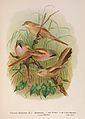 Sẻ ngô râu (Panurus biarmicus) kỳ dị, có thể là chim dạng sẻ bí ẩn nhất. Nó không có họ hàng gần nào có thể được nhận dạng.