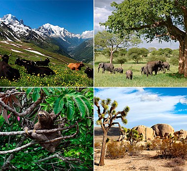 Fire fotografier av ulike naturmiljø, montert i et kvadrat