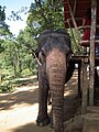 तेक्कडि येथील जंगली हत्ती