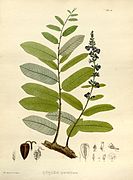 Illustration from Karl Friedrich Philipp von Martius's Nova genera et species plantarum