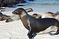 Sư tử biển Galápagos (Zalophus wollebaeki)