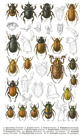 1908 年一幅插圖；幅圖描繪昆蟲學家喺當時嘅中歐搵到嘅多種金甲蟲。