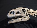 Скам'янілий череп платеозавра