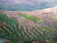 Fotografie veľkej plochy lesa. Zelené stromy sú vystriedané veľkými plochami poškodených alebo odumretých stromov, ktoré sa sfarbujú do fialovo hnedej a svetlo červenej farby.