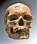 אדם קרו מניון, התקופה הפלאוליתית העליונה של אירופה
