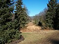 Evergreen conifers abound on the spacious property.