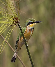 Little bee-eater Merops pusillus argutus Namibia