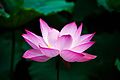 "Lotus_flower_(978659).jpg" by User:Josve05a