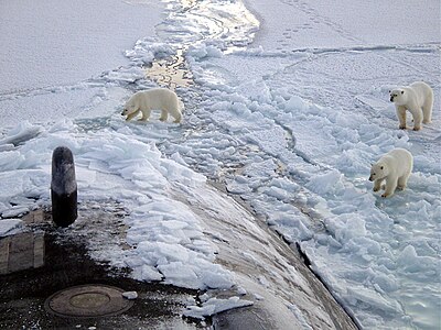 Kutup ayıları (Ursus maritimus) (Üreten: ABD Deniz Kuvvetleti)