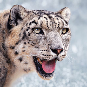 Kar leoparı (Uncia uncia)