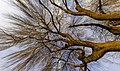 11. A fűzfa (Salix) nemzetségbe tartozó európai szomorúfűz (Salix × sepulcralis 'Chrysocoma') közvetlenül naplemente előtt (javítás)/(csere)