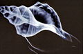 某種法螺屬（英語：Charonia）殼的X射線圖像