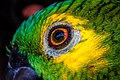29. Közelkép egy venezuelai amazon (Amazona amazonica) szeméről (Jalapão Állami Park, Tocantins, Brazília) (javítás)/(csere)