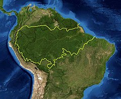 Amazona arbaro (Tero)