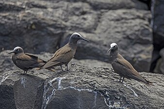A. s. stolidus, São Tomé and Príncipe