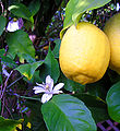 Lemon fruit and flower