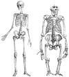 Bộ xương người và gôrila
