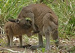 Thumbnail for File:Eastern Grey Kangaroo Feeding edited.jpg