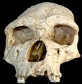 Schädel vun Homo erectus