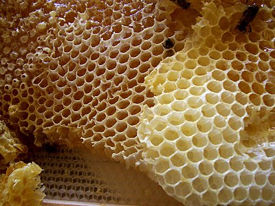 一個蜜蜂竇