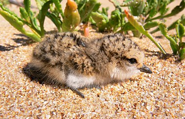 Red-capped Plover chick