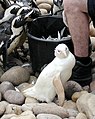 Пінгвін-альбінос з Африки