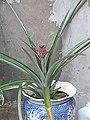 Protted Ananas comosus