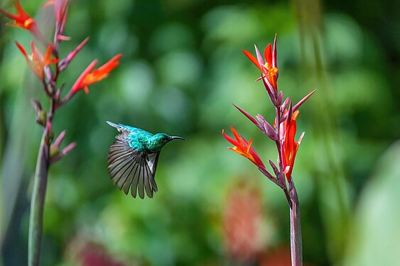 Olive-bellied Sunbird in flight at Kibale forest National Park Photograph: Giles Laurent
