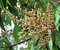 Inflorescencia de mango (Mangifera)