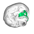 頭顱。上頜骨的位置(顯示為綠色)。