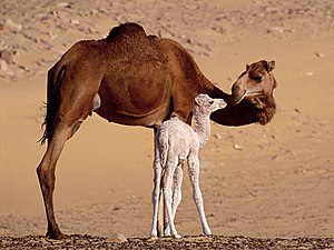 ناقة عربيَّة مع حوَّارها (صغير الجمل الرضيع الذي لم يتجاوز عُمره ستة أشهر) على مقرُبة من مدينة طرفاية، بِالمغرب