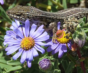 Trachylepis capensis, um lagarto endêmico da África do Sul, entre as flores do Aster, perto do farol de Slangkop, África do Sul. (definição 2 464 × 2 048)