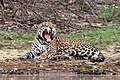 23. Panthera onca palustris, a jaguár egyik alfaja (javítás)/(csere)