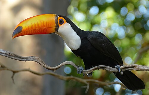 Toco toucan (Ramphastos toco) perching on a small branch in Brazil