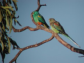Vielfarbensittichpaar im Currawinya-Nationalpark