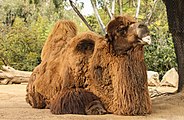 Camell bactrià