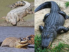 Øverst fra venstre, med uret: deltakrokodille, amerikansk alligator og gavial