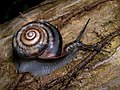 Euhadra peliomphala snail