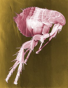 Pire, Siphonaptera takımını oluşturan kanatsız, küçük, kan emici 1.600 dolayında böcek türüne verilen genel bir addır. Resim elektron mikroskobunda çekilmiş bir pire resminin renklendirilmiş hâlidir. (Üreten:CDC/Janice Haney Carr ve Raeky)