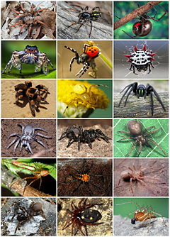 Asortiman različitih pauka