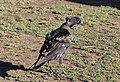 Thick-billed raven, Ethiopia